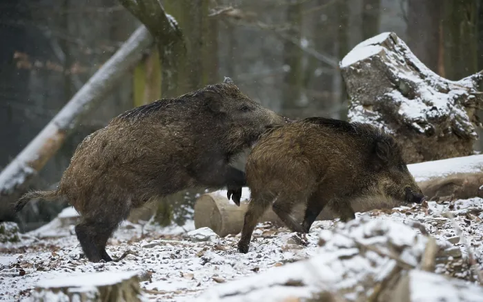 Framed Print : Wild boar (Sus scrofa) in winter Framed Print : Wild boar (Sus scrofa) in winter