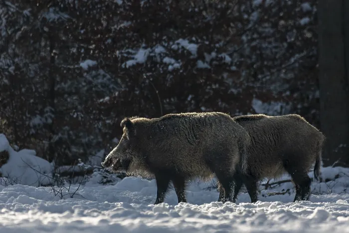 Framed Print : Two wild boar (Sus scrofa) in winter on a forest meadow Framed Print : Two wild boar (Sus scrofa) in winter on a forest meadow