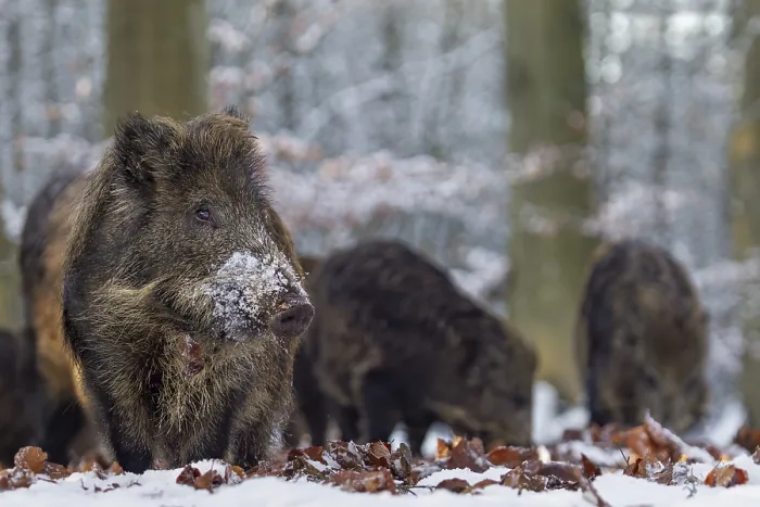 Framed Print : Wild boar (Sus scrofa) in winter, snow, Germany Framed Print : Wild boar (Sus scrofa) in winter, snow, Germany