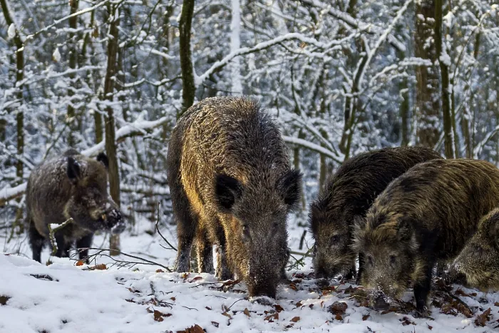 Framed Print : While a wild boar (Sus scrofa) and its young boar are looking for food Framed Print : While a wild boar (Sus scrofa) and its young boar are looking for food