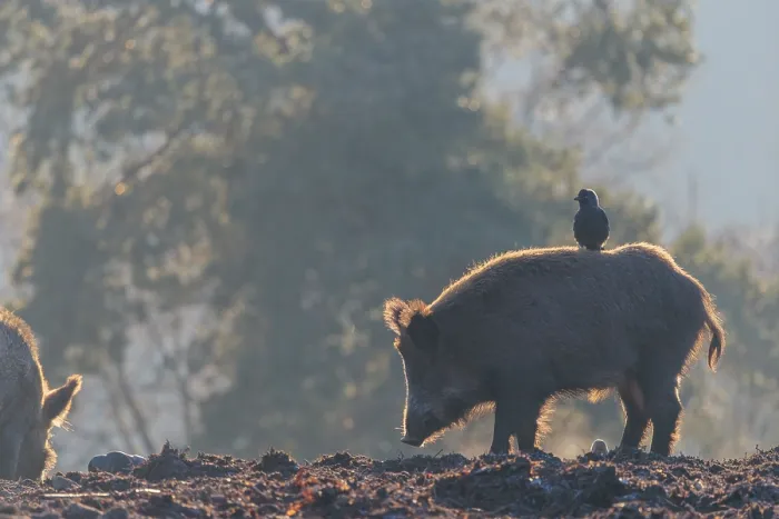 Framed Print : A wild boar (Sus scrofa)stands backlit by the sun on a clearing searching for food