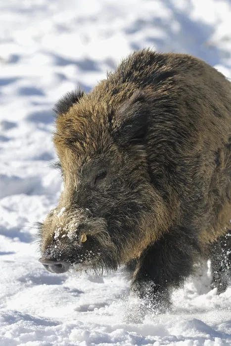 Framed Print : Wild boar (Sus scruff), male in snow
