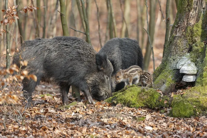 Framed Print : Wild boar, wild boar (Sus scrofa)