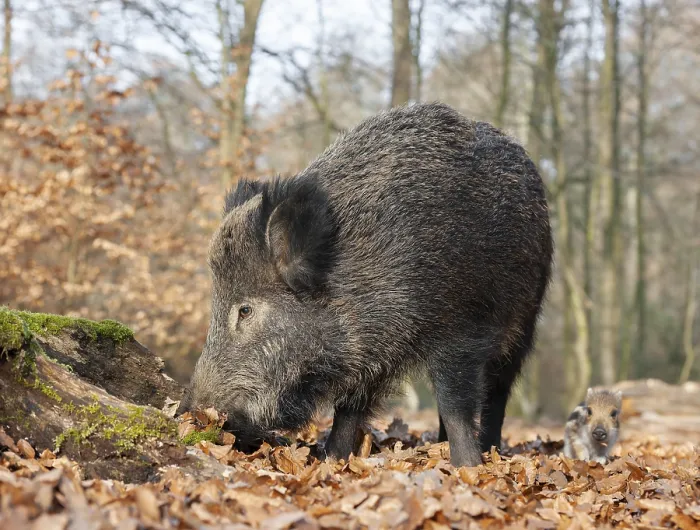 Framed Print : Wild boar, wild boar (Sus scrofa) Framed Print : Wild boar, wild boar (Sus scrofa)