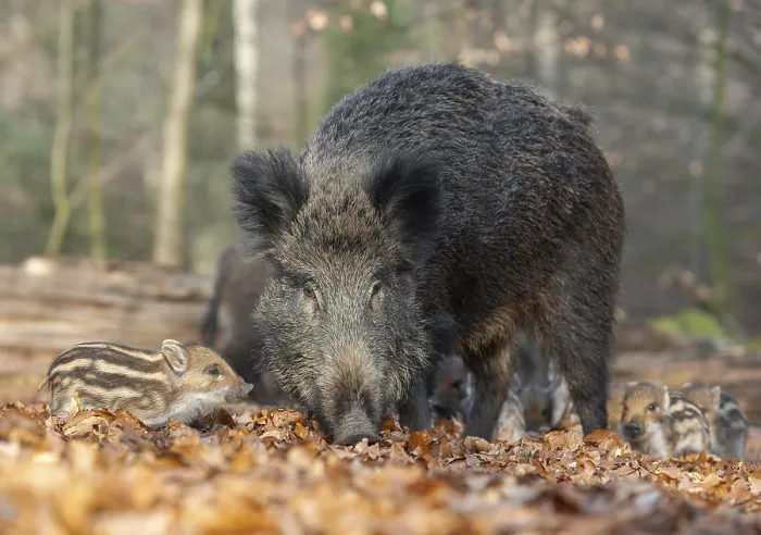 Framed Print : Wild boar, wild boar (Sus scrofa)