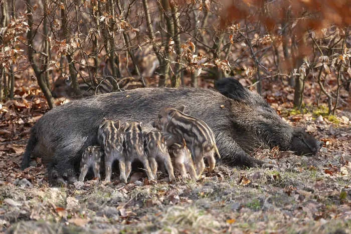 Framed Print : Wild boar, wild boar (Sus scrofa) Framed Print : Wild boar, wild boar (Sus scrofa)