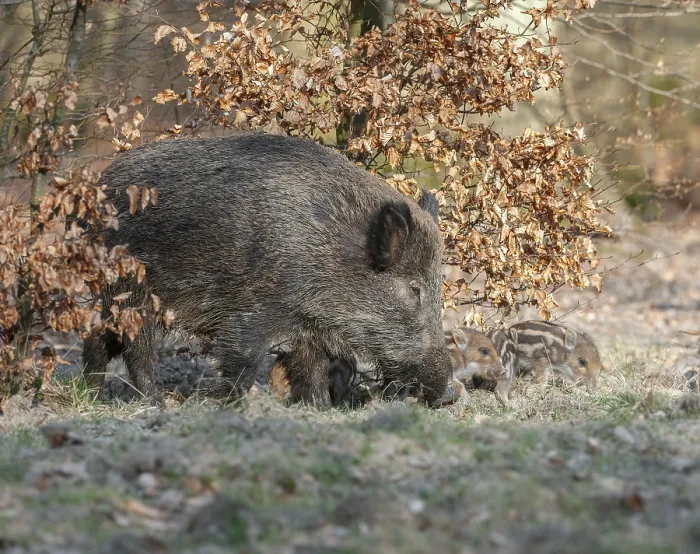 Framed Print : Wild boar, wild boar (Sus scrofa) Framed Print : Wild boar, wild boar (Sus scrofa)