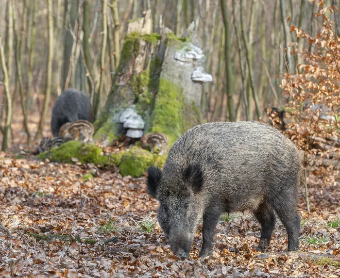 Framed Print : Wild boar, wild boar (Sus scrofa) Framed Print : Wild boar, wild boar (Sus scrofa)