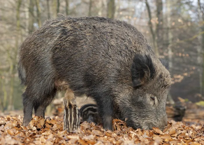 Framed Print : Wild boar, wild boar (Sus scrofa) Framed Print : Wild boar, wild boar (Sus scrofa)