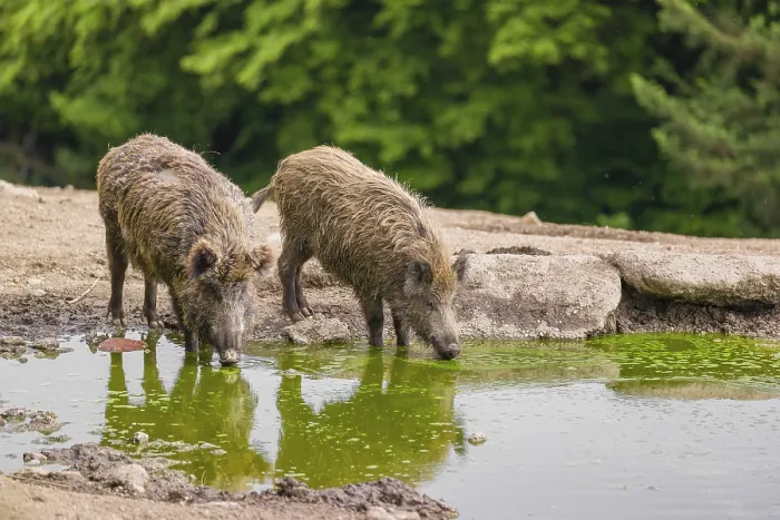 Framed Print : Two wild boar or wild pig (Splayus scrofa) drink water from a small pool