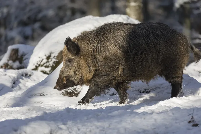 Framed Print : Wild boar or wild pig (Sus scrofa) Framed Print : Wild boar or wild pig (Sus scrofa)