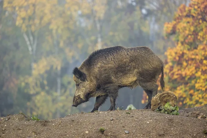Framed Print : A wild boar or wild pig (Sus scrofa)