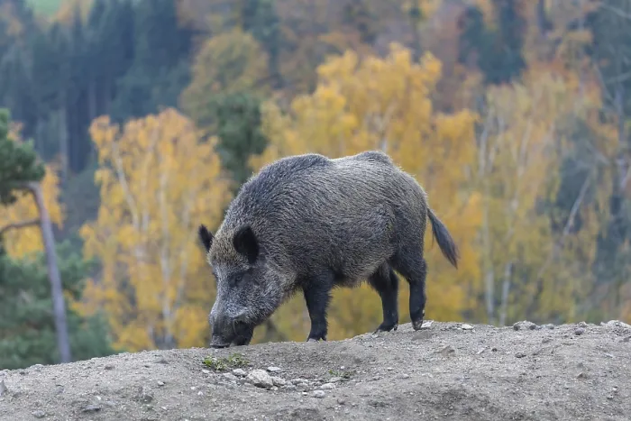 Framed Print : One wild boar or wild pig (Sus scrofa)