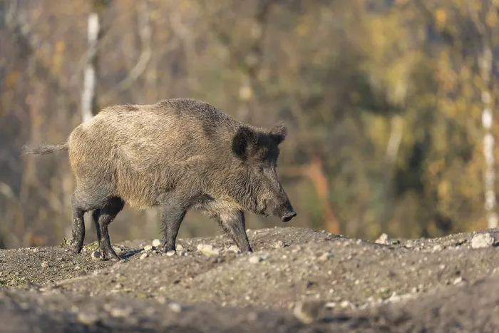 Framed Print : One wild boar or wild pig (Sus scrofa)