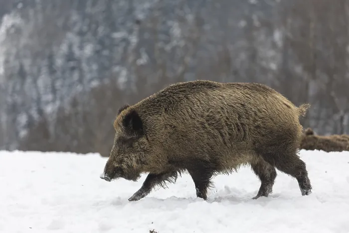 Framed Print : Wild boar or wild pig (Sus scrofa) Framed Print : Wild boar or wild pig (Sus scrofa)