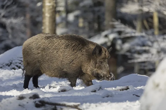 Framed Print : Wild boar or wild pig (Sus scrofa) Framed Print : Wild boar or wild pig (Sus scrofa)