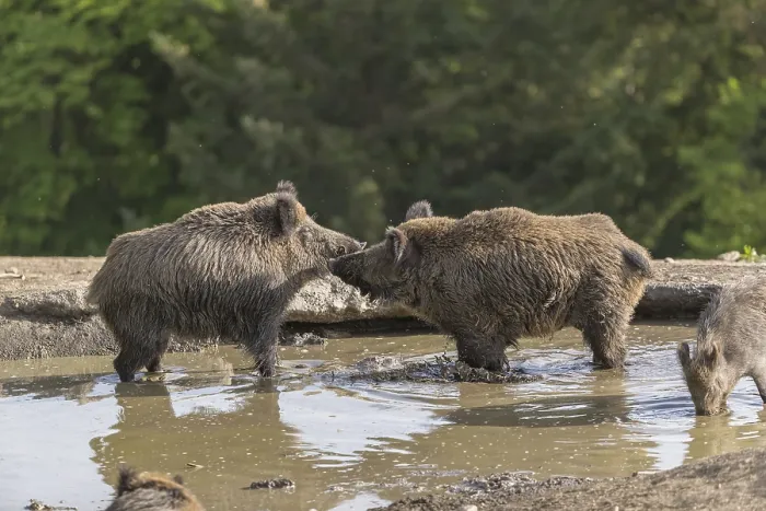 Framed Print : Two wild boar or wild pig (Sus scrofa)