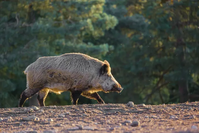 Framed Print : A wild boar or wild pig (Sus scrofa)