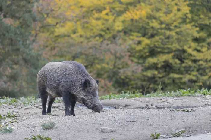 Framed Print : One wild boar or wild pig (Sus scrofa) Framed Print : One wild boar or wild pig (Sus scrofa)