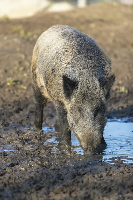 Framed Print : One wild boar or wild pig (Sus scrofa)