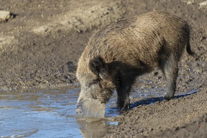 Framed Print : One wild boar or wild pig (Sus scrofa)