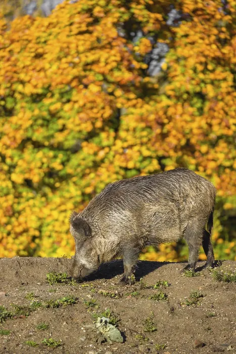 Framed Print : A wild boar or wild pig (Sus scrofa) Framed Print : A wild boar or wild pig (Sus scrofa)