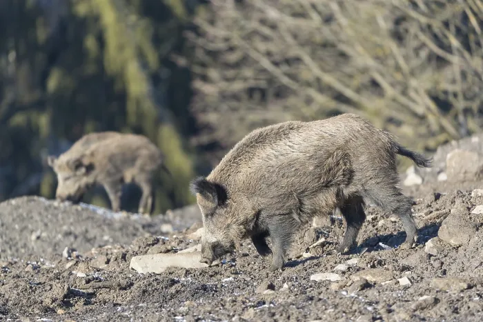 Framed Print : Wild boar or wild pig (Sus scrofa) Framed Print : Wild boar or wild pig (Sus scrofa)