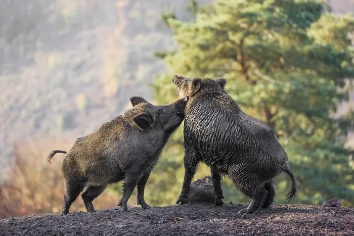 Framed Print : Two wild boar or wild pig (Sus scrofa) fight on an opening Framed Print : Two wild boar or wild pig (Sus scrofa) fight on an opening