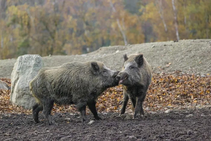 Framed Print : Two wild boar or wild pig (Sus scrofa) fight on an opening