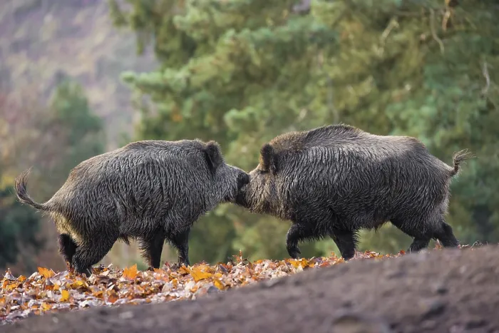 Framed Print : Two wild boar or wild pig (Sus scrofa) fight on an opening
