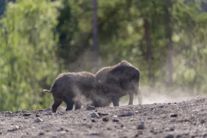 Framed Print : Two wild boar or wild pig (Sus scrofa) fighting on an opening with a green forest in the background
