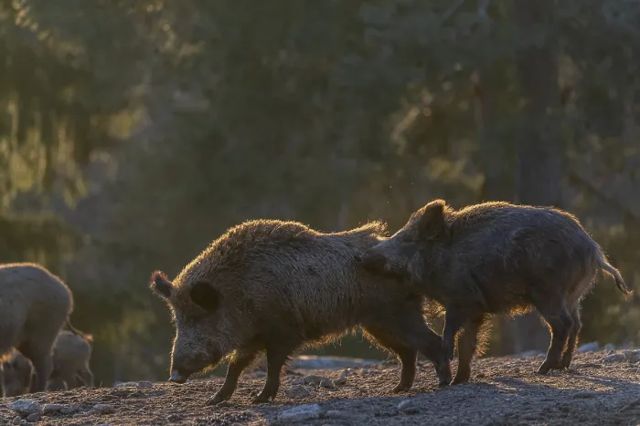 Framed Print : Two wild boar or wild pig (Sus scrofa) play fighting on an opening Framed Print : Two wild boar or wild pig (Sus scrofa) play fighting on an opening