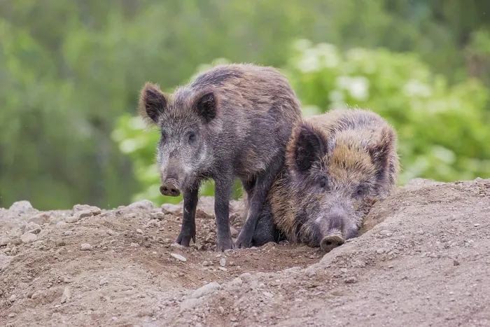 Framed Print : Two wild boar or wild pig (Sus scrofa) stand / rest on a small hill on an opening