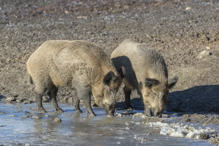 Framed Print : Wild boar or wild pig (Sus scrofa), walking on ice