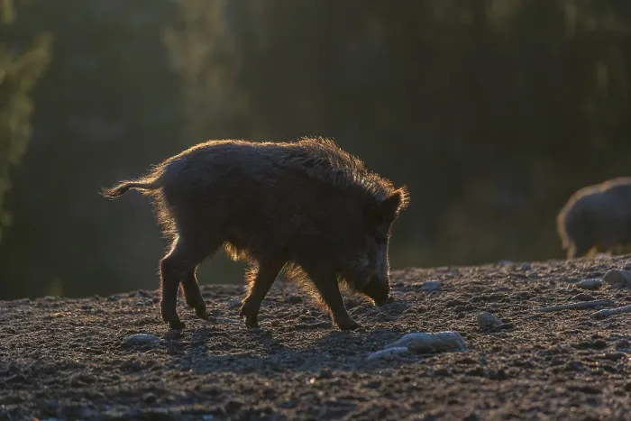 Framed Print : One wild boar or wild pig (Sus scrofa) walking over an opening Framed Print : One wild boar or wild pig (Sus scrofa) walking over an opening