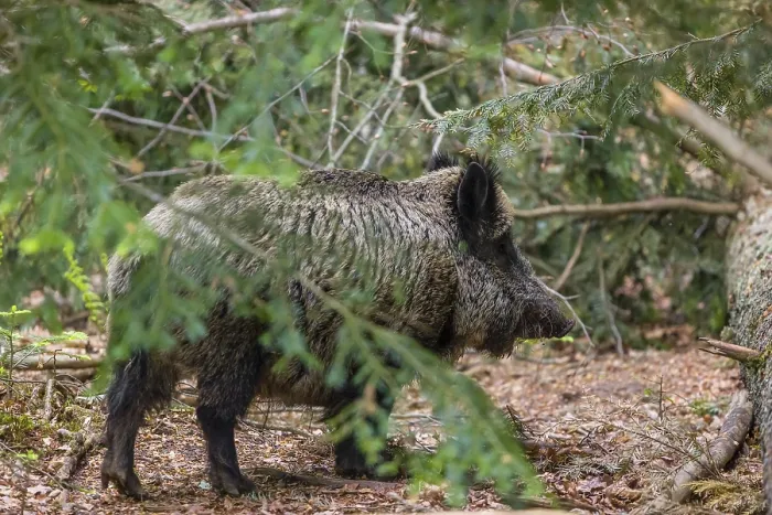 Framed Print : One wild boar or wild pig (Sus scrofa) walks thru a forest
