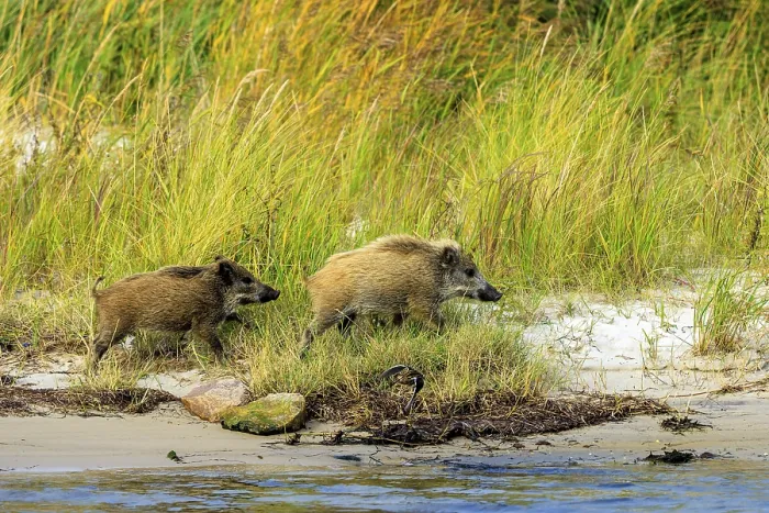 Framed Print : Wild boars run energetically on the beach