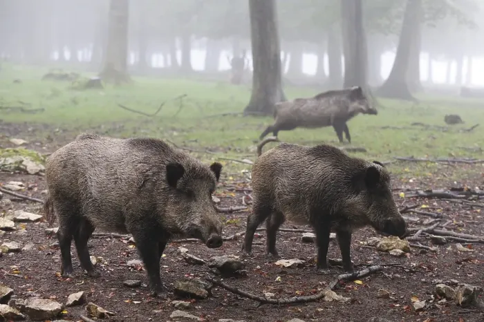 Framed Print : Wild boars (Sus scrofa)