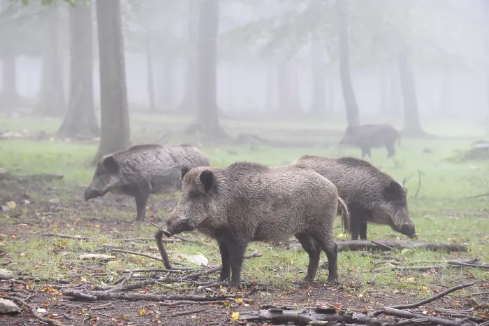 Framed Print : Wild boars (Sus scrofa)