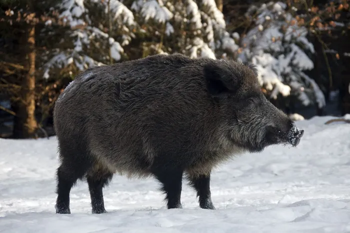 Framed Print : Wild boars (Sus scrofa), pigs, swine Framed Print : Wild boars (Sus scrofa), pigs, swine