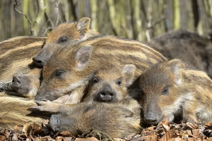 Framed Print : Wild boars (Sus scrofa), shoats lying in the sun and warming each other
