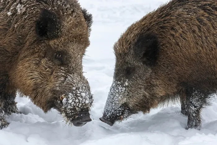 Framed Print : Wild boars (Sus scrofa) in the snow Framed Print : Wild boars (Sus scrofa) in the snow