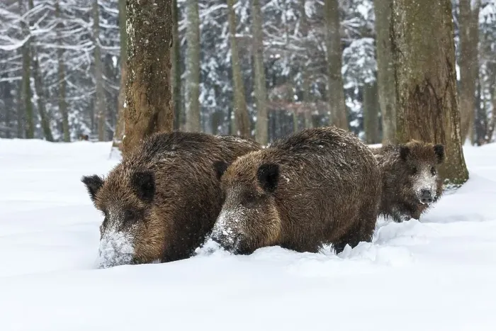 Framed Print : Wild boars (Sus scrofa) in snow in the forest