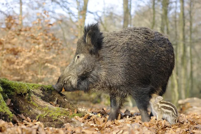 Framed Print : Wild Boars (Sus scrofa), sow with a suckling piglet Framed Print : Wild Boars (Sus scrofa), sow with a suckling piglet