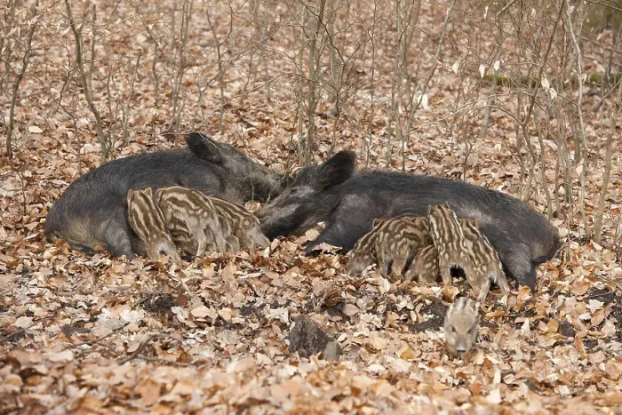 Framed Print : Wild Boars (Sus scrofa), two sows with suckling piglets, captive, North Rhine-Westphalia, Germany, Europe Framed Print : Wild Boars (Sus scrofa), two sows with suckling piglets, captive, North Rhine-Westphalia, Germany, Europe