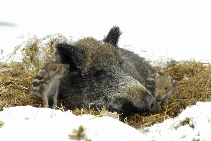 Framed Print : Wild boars (Sus scrofa), sows and young boars in the kettle