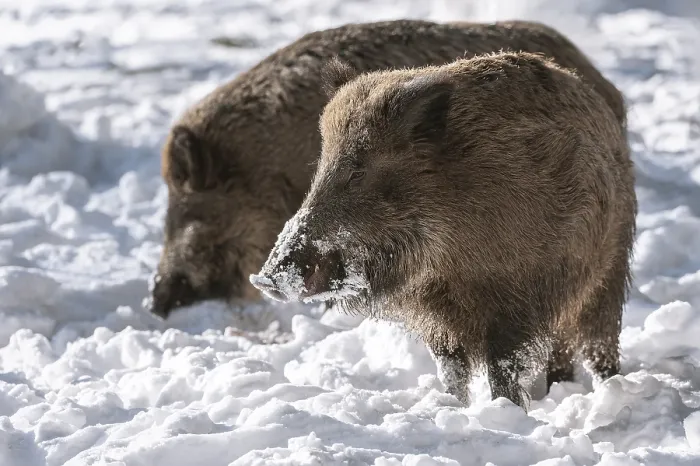 Framed Print : Wild boars (Sus scrofa) standing in the snow Framed Print : Wild boars (Sus scrofa) standing in the snow