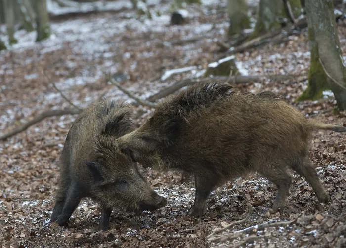 Framed Print : Wild boars (Sus scrofa) in winter Framed Print : Wild boars (Sus scrofa) in winter