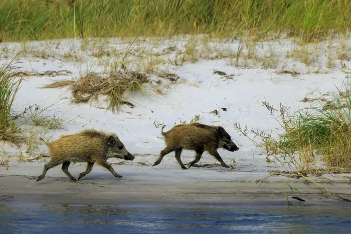 Framed Print : Wild boars trot along the white sandy beach Framed Print : Wild boars trot along the white sandy beach
