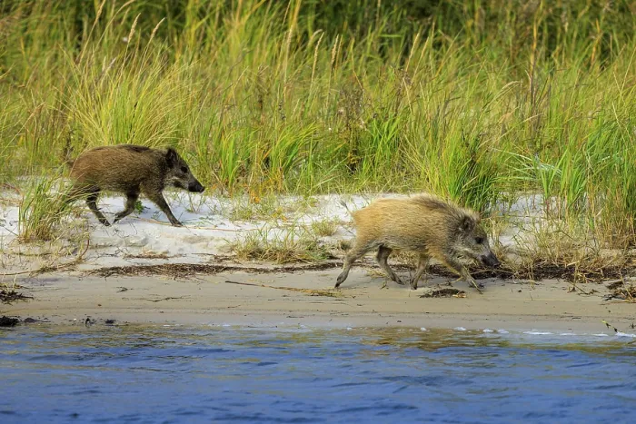 Framed Print : Two wild boars walk along the beach next to grassy dunes Framed Print : Two wild boars walk along the beach next to grassy dunes